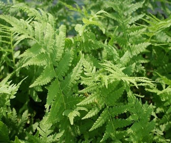 Straussenfarn (Matteuccia struthiopteris)