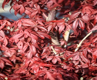 Japanischer Fächerahorn (Acer palmatum 'Skeeter's Broom')