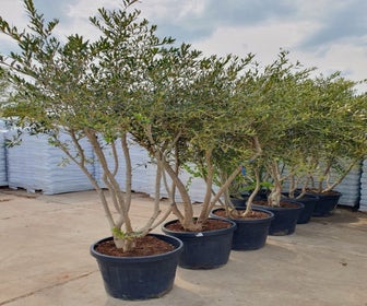 Mehrstämmige Olivenbaum (Olea europaea)