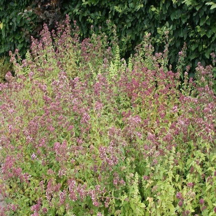 Melissa officinalis (Citroenmelisse)