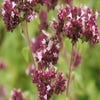 Zitronenmelisse (Melissa officinalis) BIO