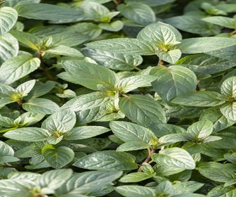 Pfefferminze (Mentha piperita 'Chocolate')