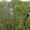 Englische Minze/Pfefferminze (Mentha pulegium)