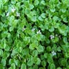 Kriechender Minze/Korsische Minze (Mentha requienii)