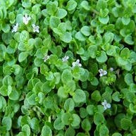 Mentha requienii (kruipende munt/Corsikaanse munt)