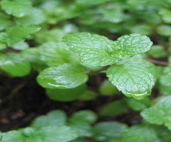 Grüne Minze (Mentha spicata)