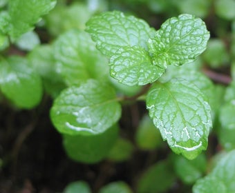 Grüne Minze (Mentha spicata)
