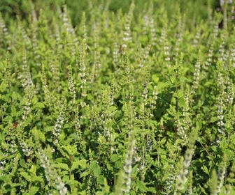Marokkanische Minze (Mentha spicata 'Moroccan') BIO