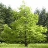 Wasserzypresse (Metasequoia glyptostroboides)