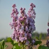 Flieder (Syringa vulgaris 'Michel Buchner')