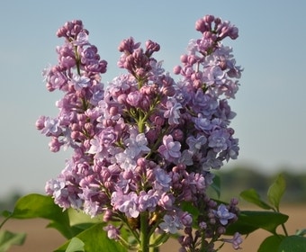 Flieder (Syringa vulgaris 'Michel Buchner')
