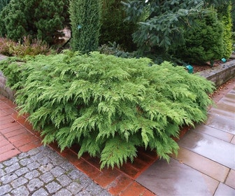 Falsche Wacholder (Microbiota decussata)