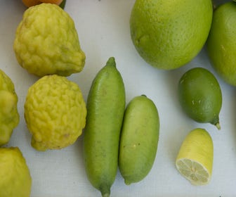 Fingerlimette (Microcitrus australasica)