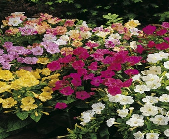 Nachtblüte (Mirabilis jalapa)