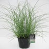 Prachtried (Miscanthus sinensis 'Adagio')