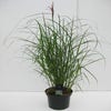 Chinesisches Schilf / Ziergras (Miscanthus sinensis 'Ferner Osten')