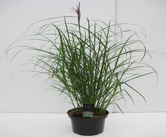 Chinesisches Schilf / Ziergras (Miscanthus sinensis 'Ferner Osten')