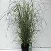 Chinesisches Schilf / Ziergras (Miscanthus sinensis 'Little Zebra')