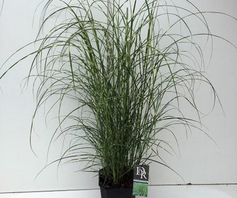 Chinesisches Schilf / Ziergras (Miscanthus sinensis 'Little Zebra')