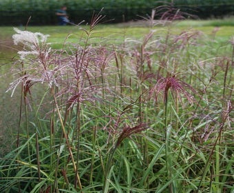 Chinesisches Schilf, Ziergras (Miscanthus sinensis 'Malepartus')