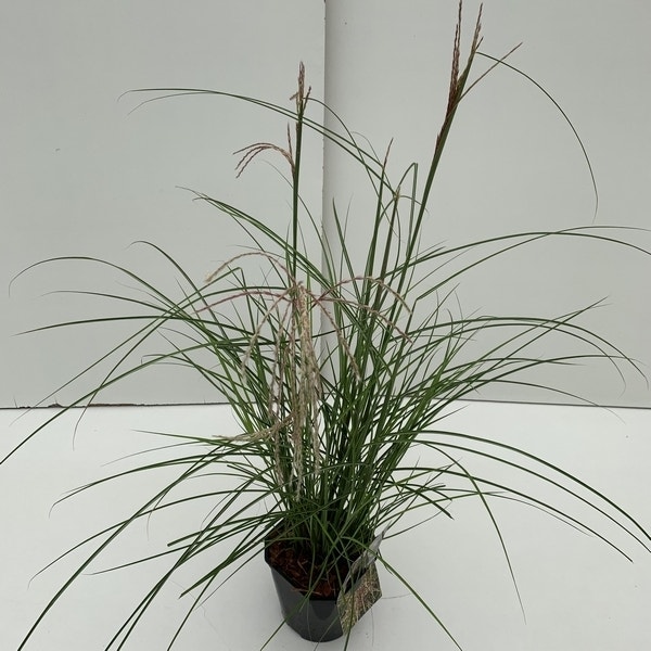 Miscanthus sinensis Pink Cloud  C2