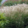 Prachtried (Miscanthus sacchariflorus)