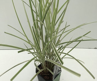 Pracht-Schilf, Elefantengras (Miscanthus sinensis 'Variegatus')