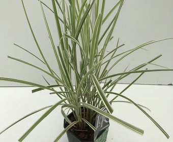 Pracht-Schilf, Elefantengras (Miscanthus sinensis 'Variegatus')