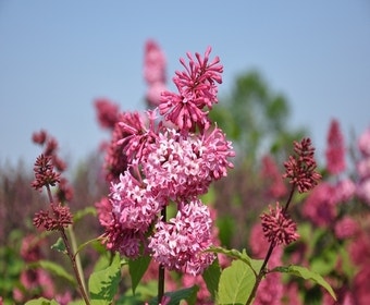 Flieder (Syringa villosae 'Miss Canada')