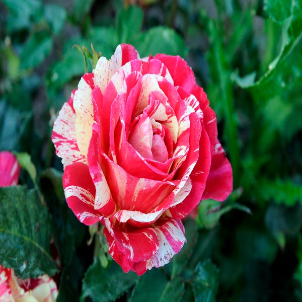 Strauchrose (Rosa 'Broceliande')