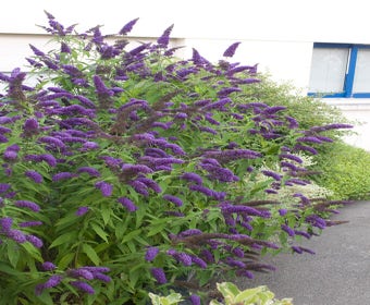 Schmetterlingsflieder (Buddleja davidii 'Adonis Blue')