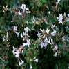 Abelia am Spalier (Abelia grandiflora)