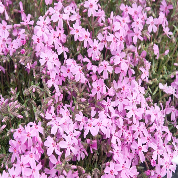 Teppichphlox (Phlox subulata 'Moerheimii')