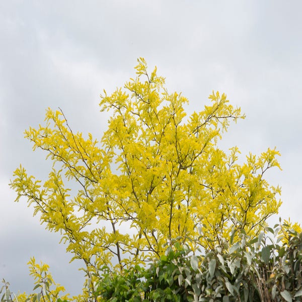 Gleditisia triacanthos 'Sunburst'