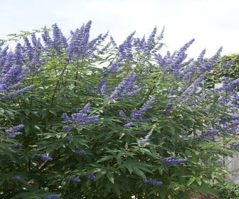 Mönchspfeffer (Vitex agnus-castus)