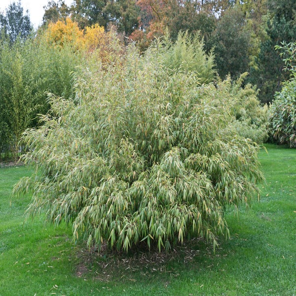 Fargesia robusta 'Pingwu'