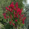 Lagerstroemia (Lagerstroemia indica 'Dynamite')