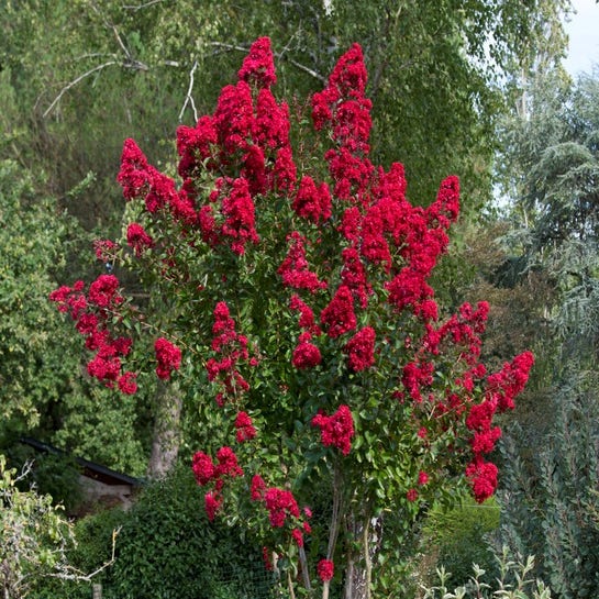 Lagerstroemia indica 'Dynamite'