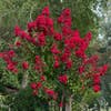 Lagerstroemia als Halbstamm (Lagerstroemia indica 'Dynamite')