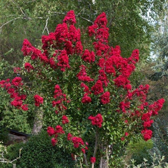 Lagerstroemia als Halbstamm (Lagerstroemia indica 'Dynamite')
