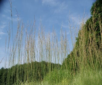Pfeifengras (Molinia caerulea 'Heidebraut')