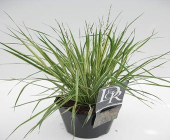 Pfeifengras (Molinia caerulea 'Variegata')