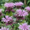 Bergamotte (Monarda 'Beauty of Cobham')