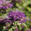 Bergamotte (Monarda 'Blaustrumpf')