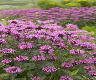 Bergamotte (Monarda 'Croftway Pink')