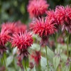 Bergamotte (Monarda 'Gardenview Scarlet')