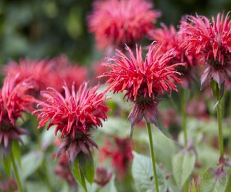 Bergamotte (Monarda 'Gardenview Scarlet')