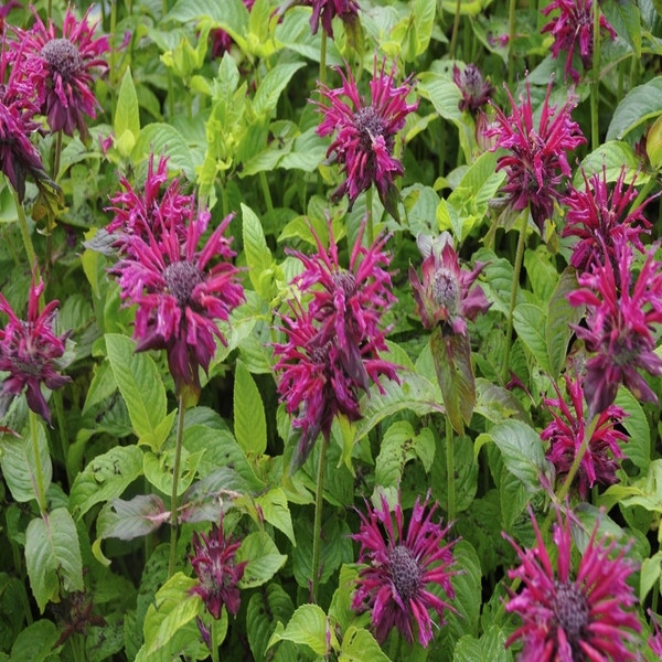 Bergamotpflanze (Monarda 'Kardinal')