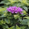 Bergamotpflanze (Monarda 'Petite Delight')