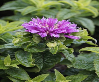 Bergamotpflanze (Monarda 'Petite Delight')